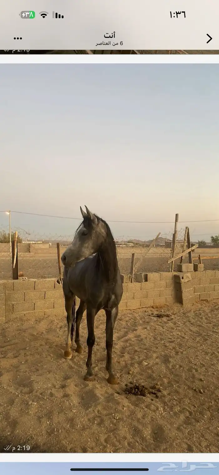 مهره شعبيه شيخه 1