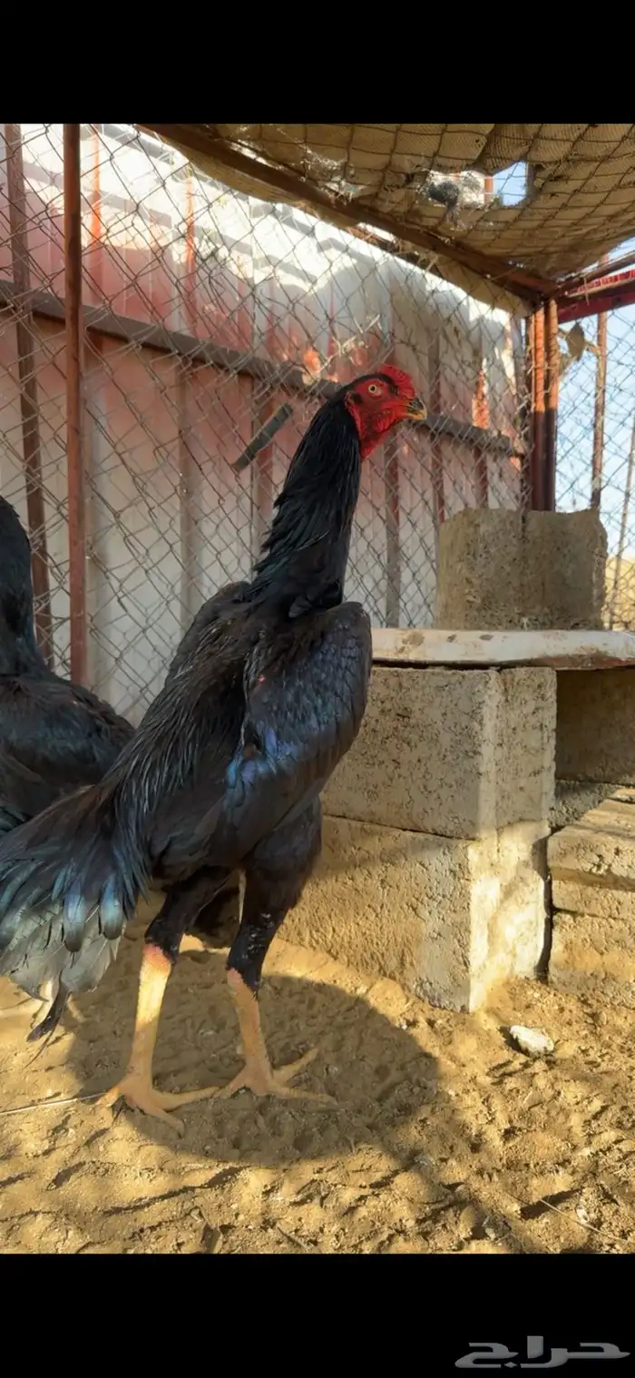 ديك سامو الماني 0