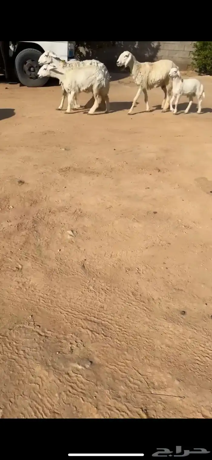 شياه حريات حرش نوادر 2