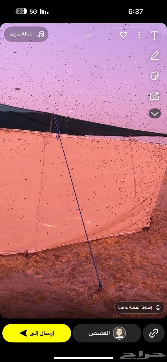 موسم سدر الفياض البري بتاريخ 2025 1