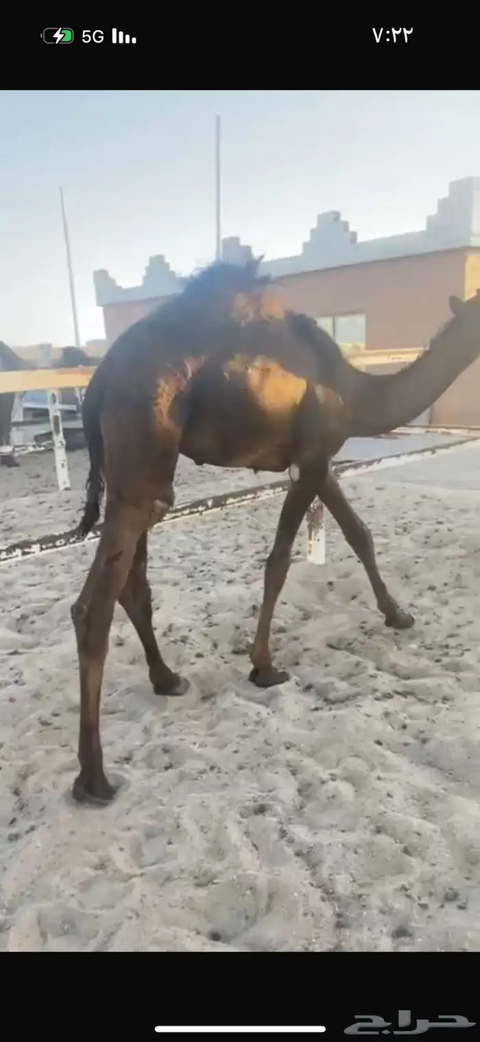 للبيع قعود قصب مجهم فل شحم حوار عمره 7 شهور 0