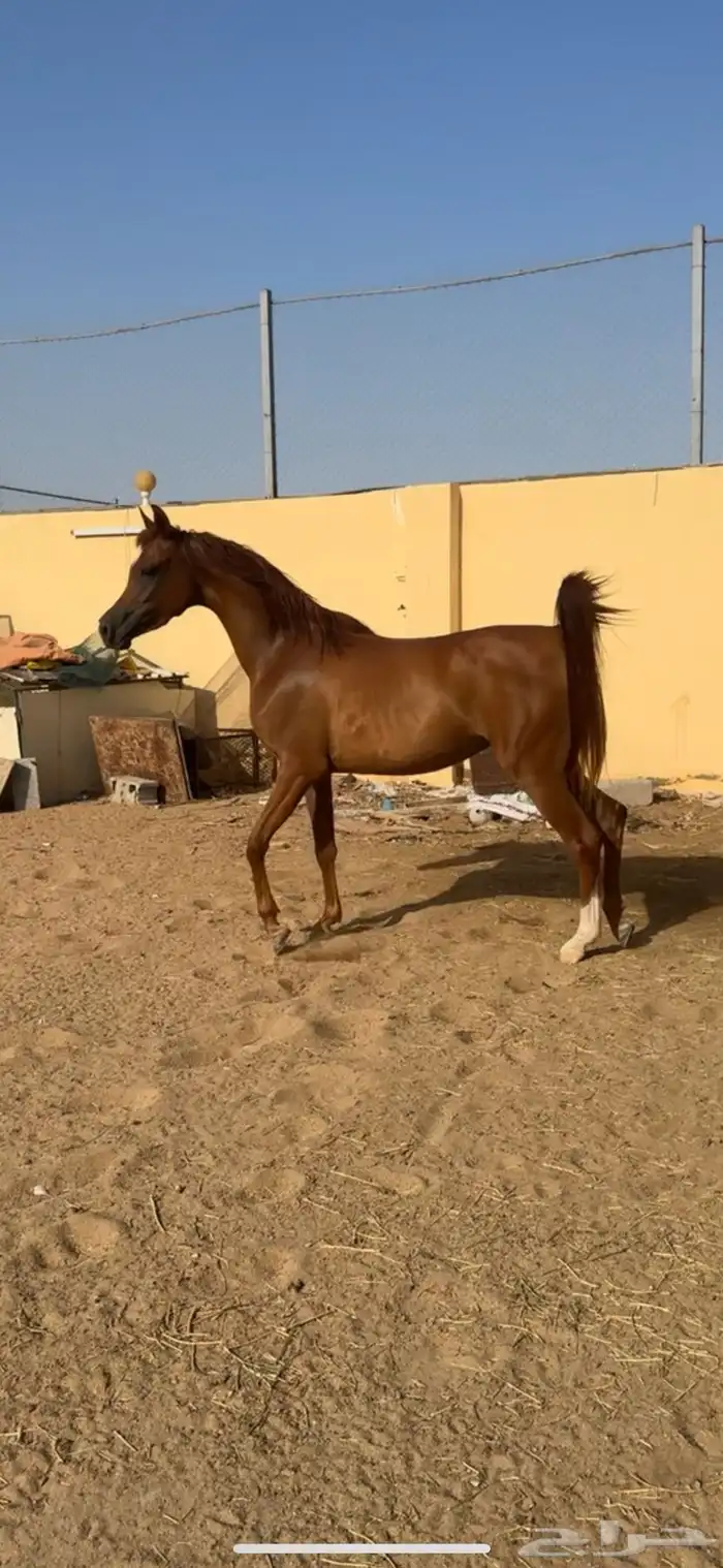 مهره واهو 2