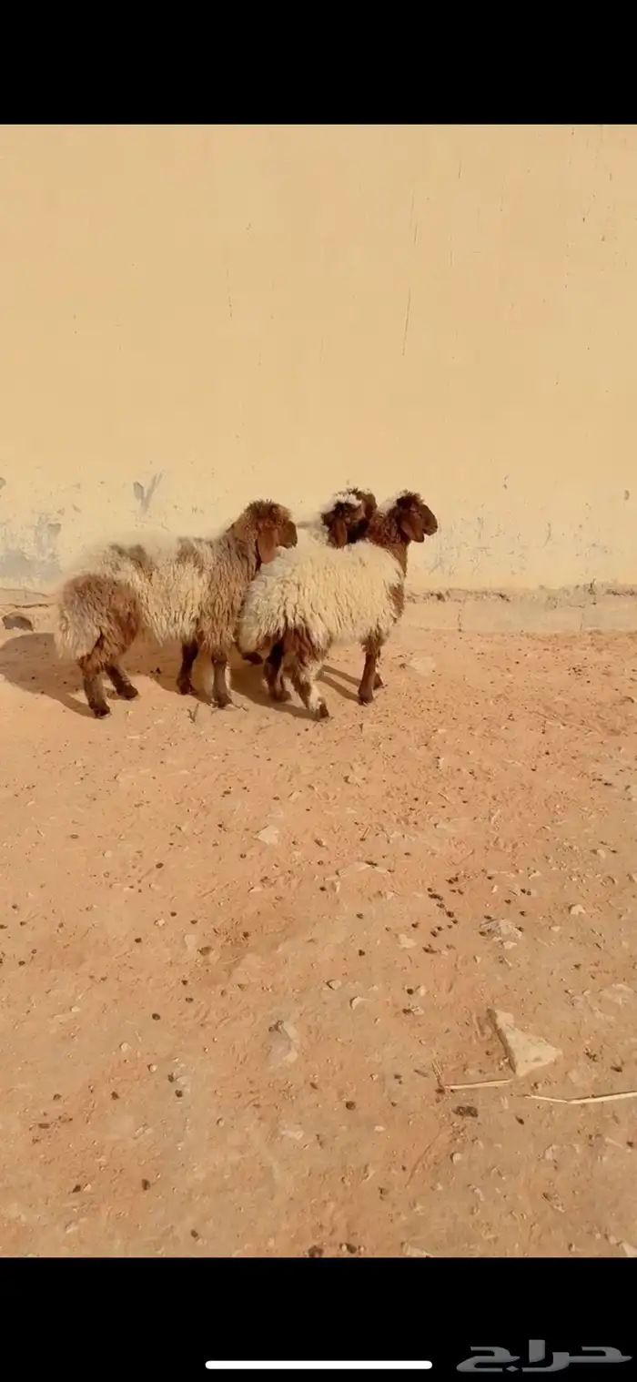 ذبيح نعيم الريآض حي الشفآء آي مكان نوصل فيه ذبح جملة تفريد 0