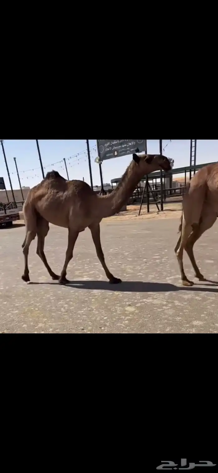 البكره الصفرا العونيه الحقه 4
