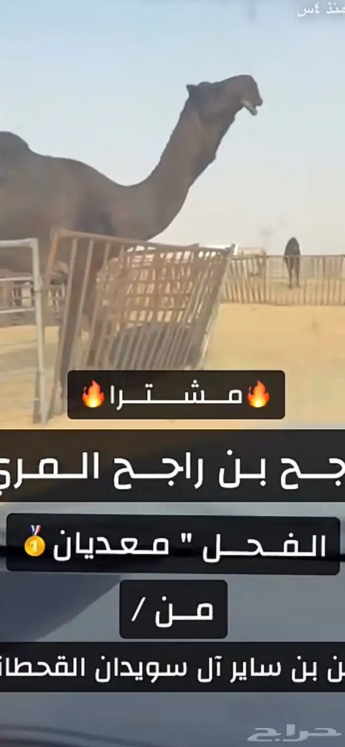بعير منتج 4