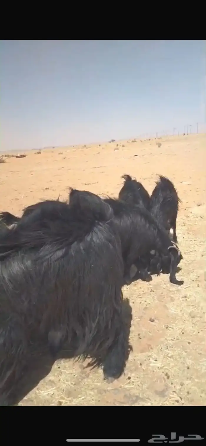 11 بالفحل 2