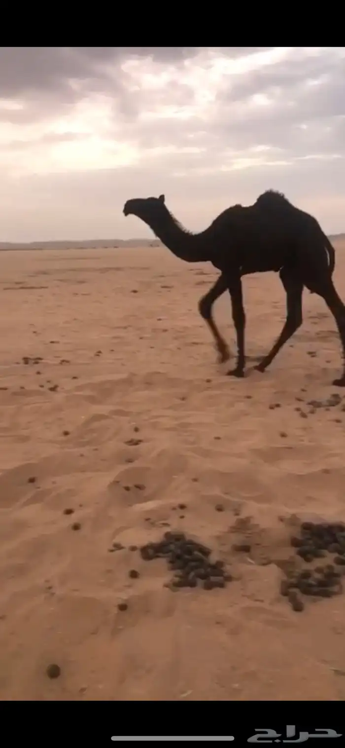 بعير منتج 1