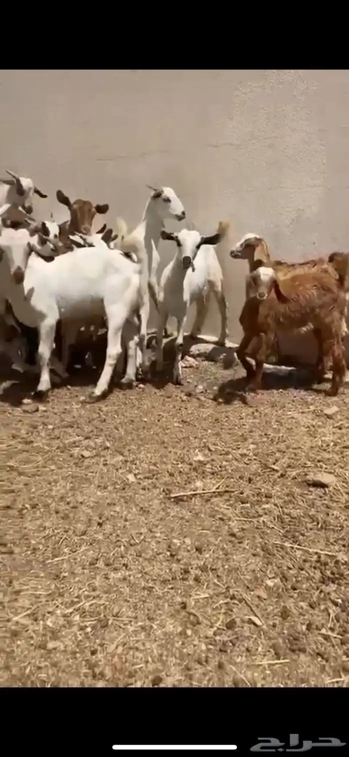 تيوس وعنقان منادي 1