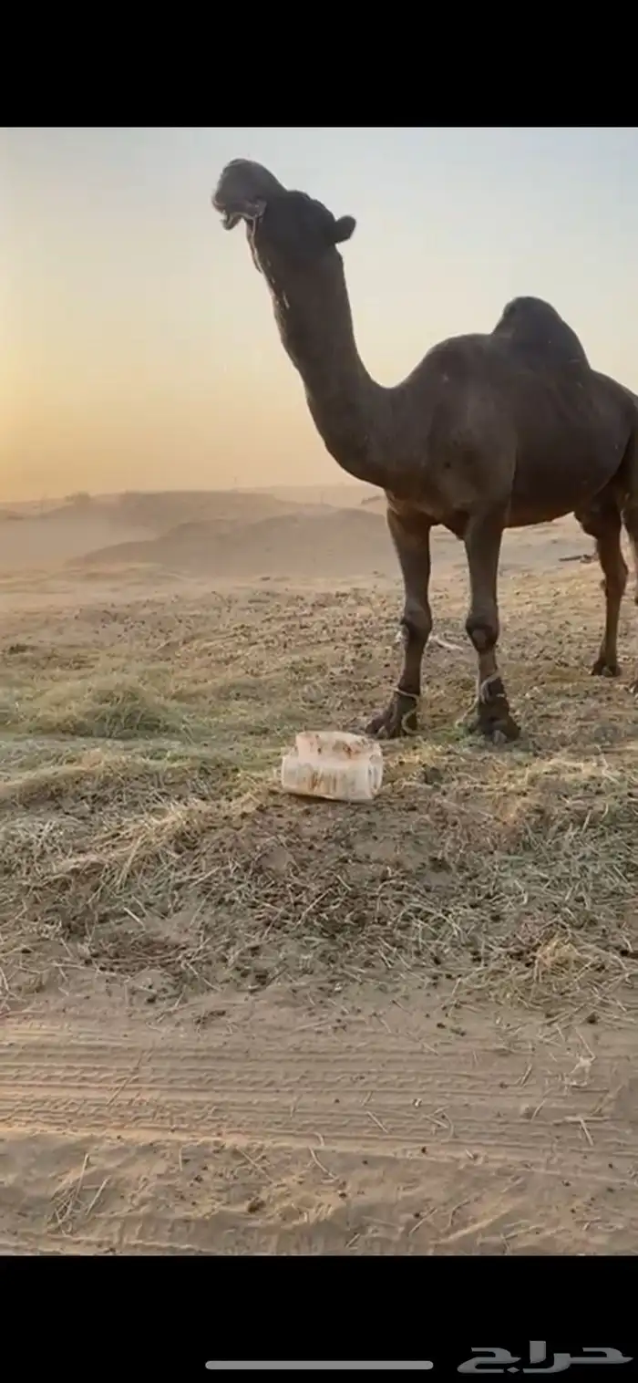بعير منتج 0