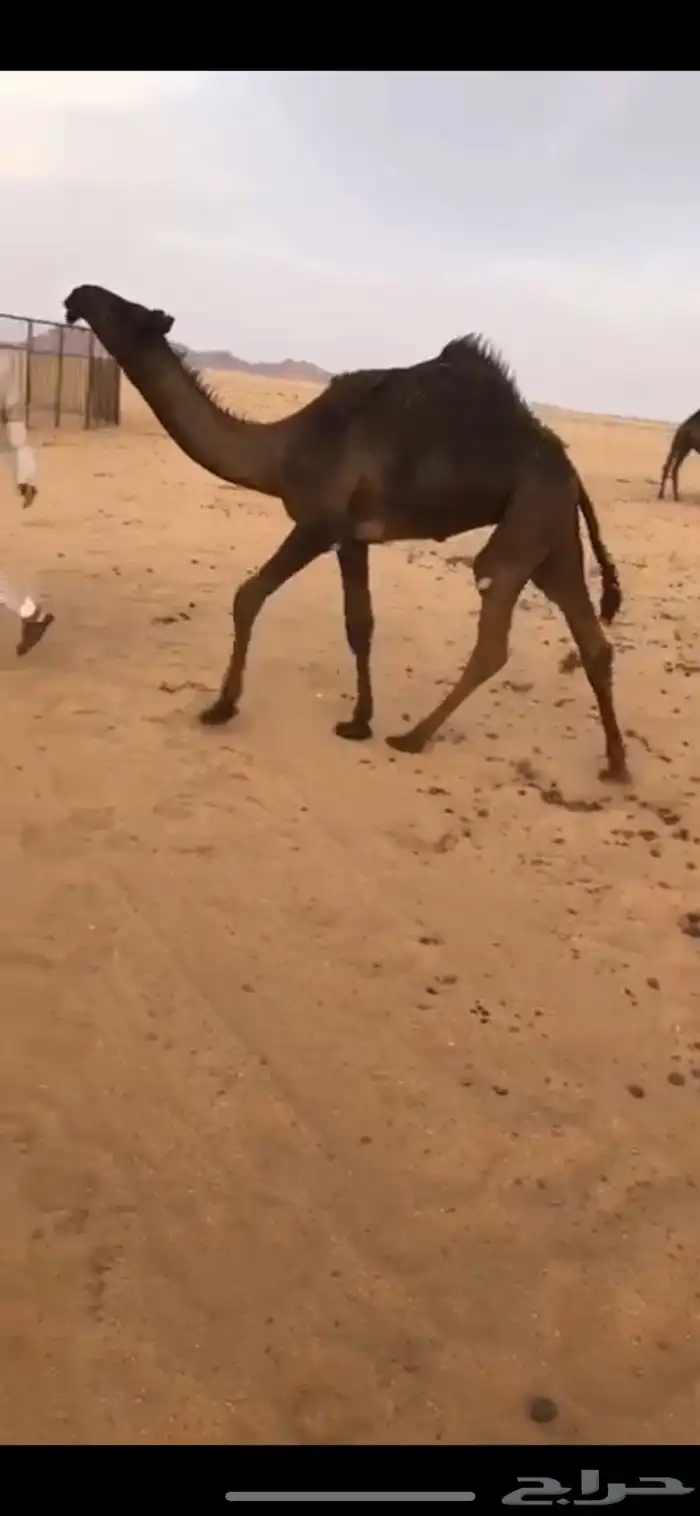 بعير منتج 2