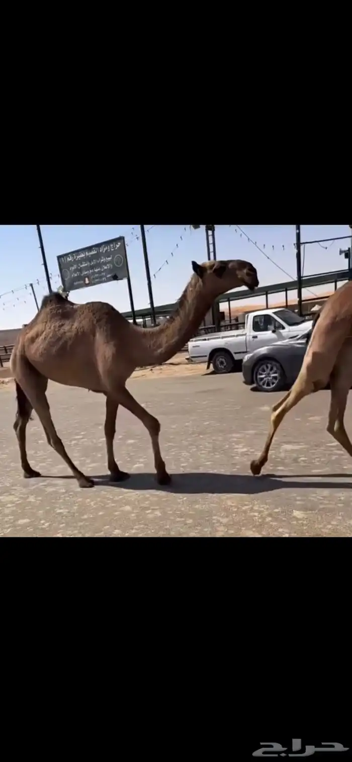 البكره الصفرا العونيه الحقه 3