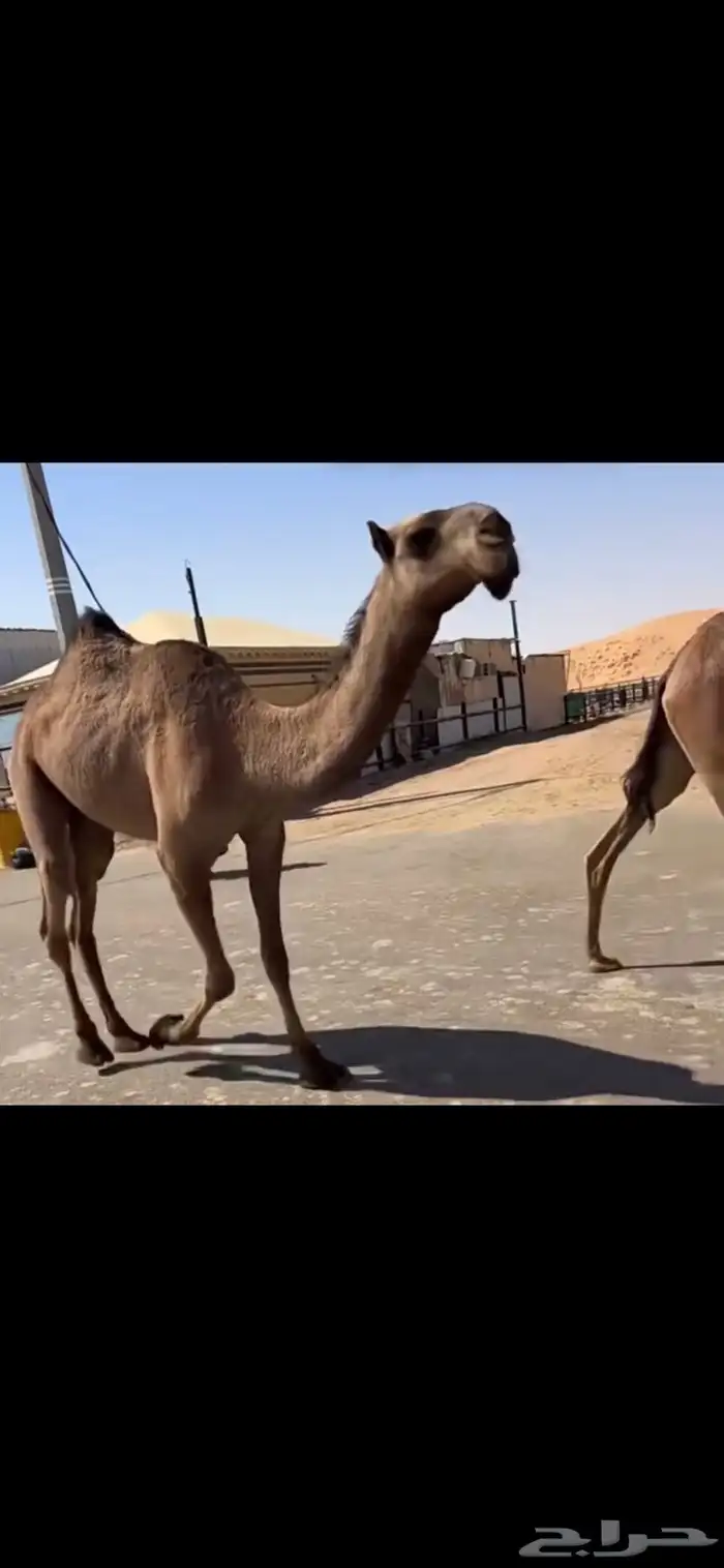 البكره الصفرا العونيه الحقه 2