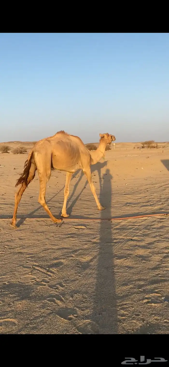 ركبي ثني على الشرط 1