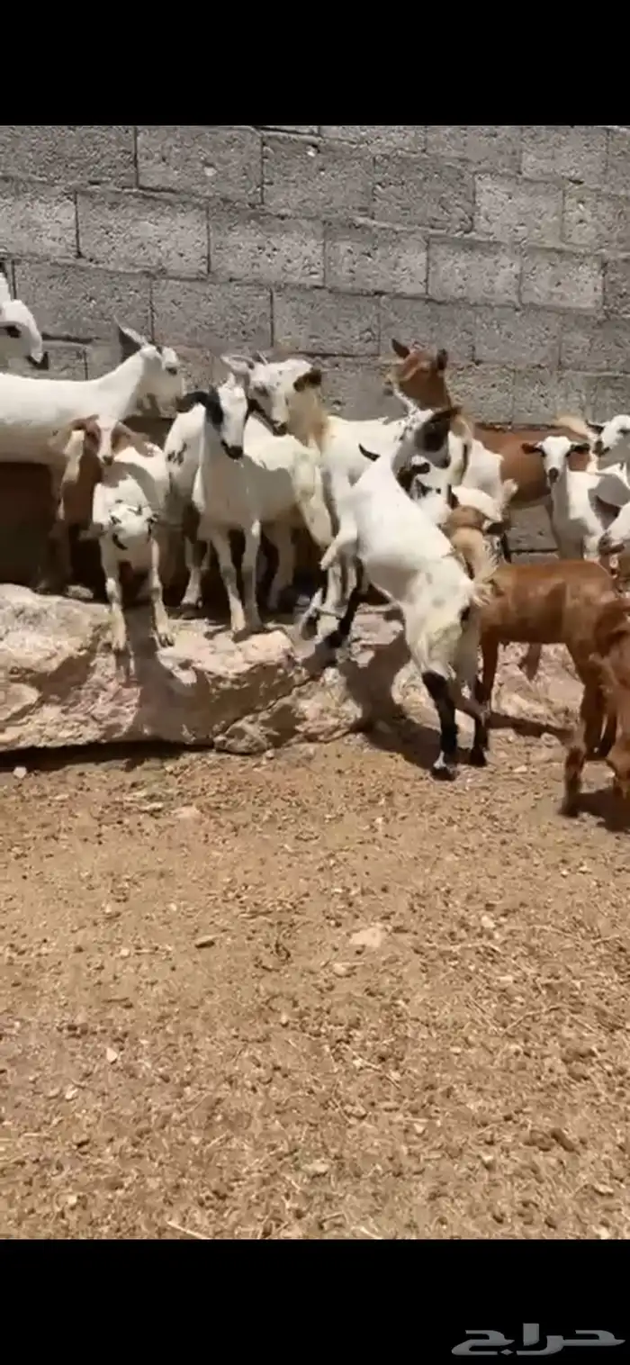 تيوس وعنقان منادي 2