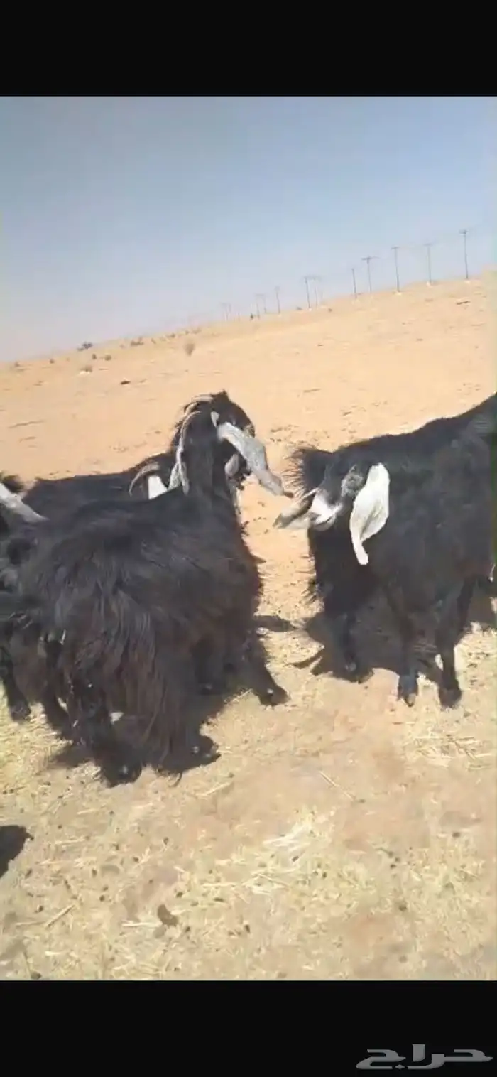 11 بالفحل 1