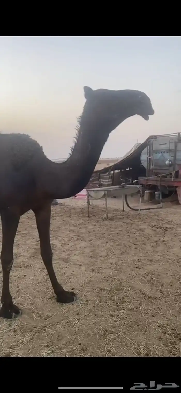 بعير منتج 3