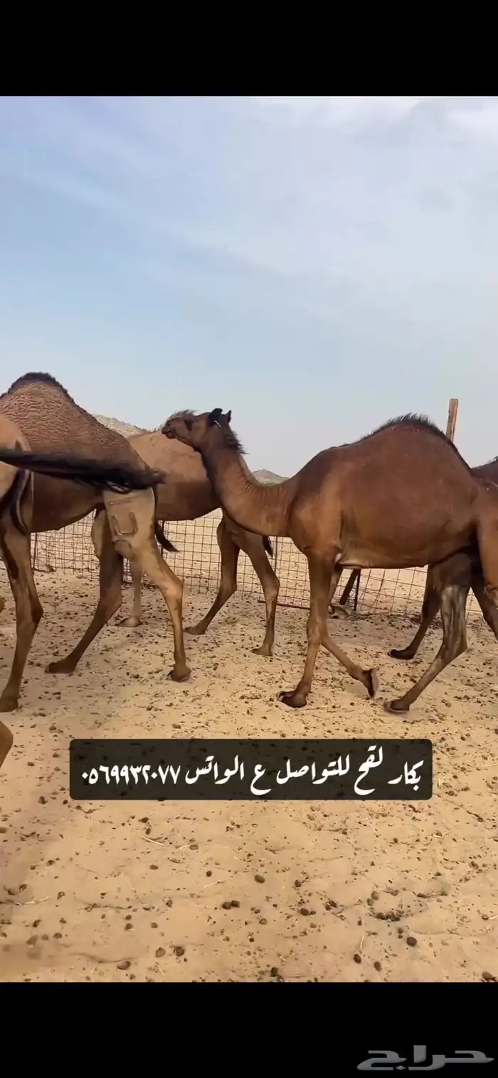 بكار لقحات(( تم البيع )) 7