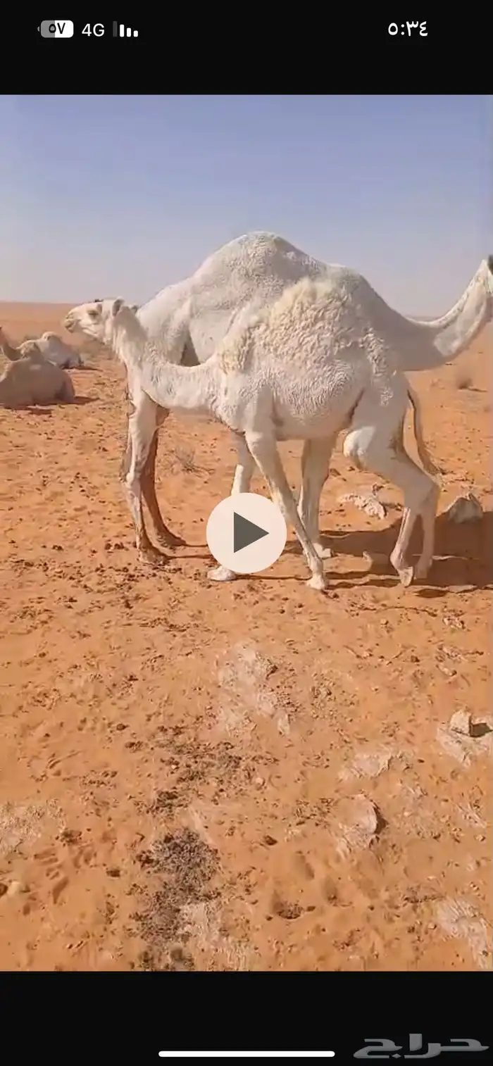 قعود بري 0