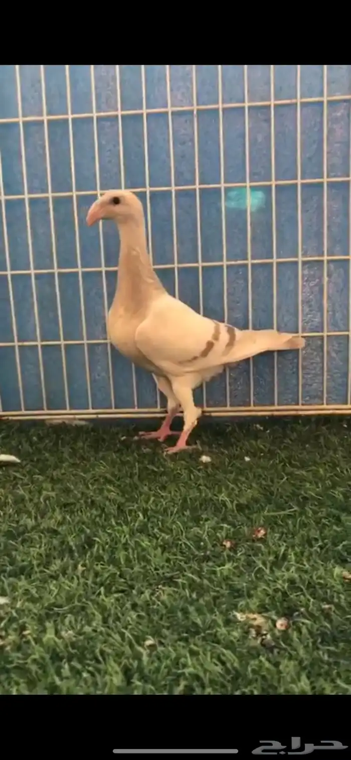 هومر كاكي 0