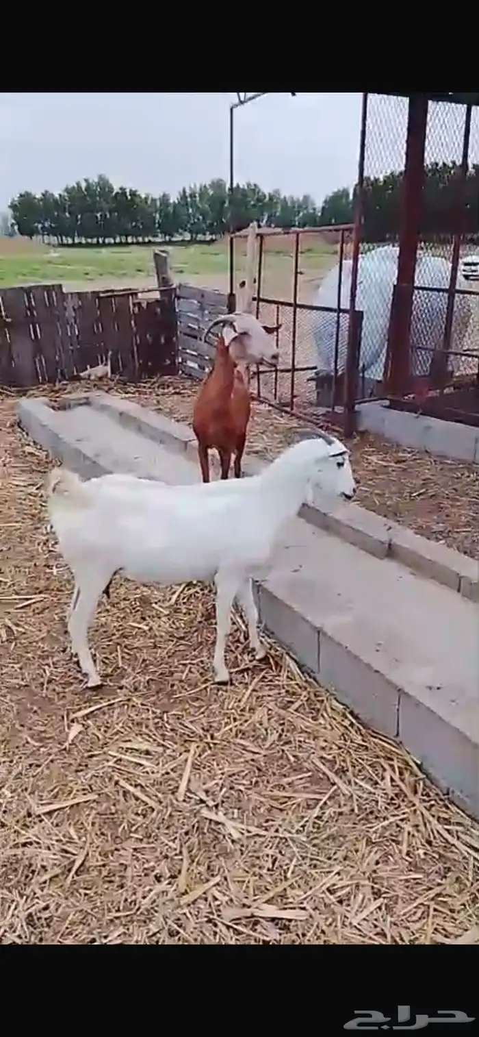 ماعز بلدي 1