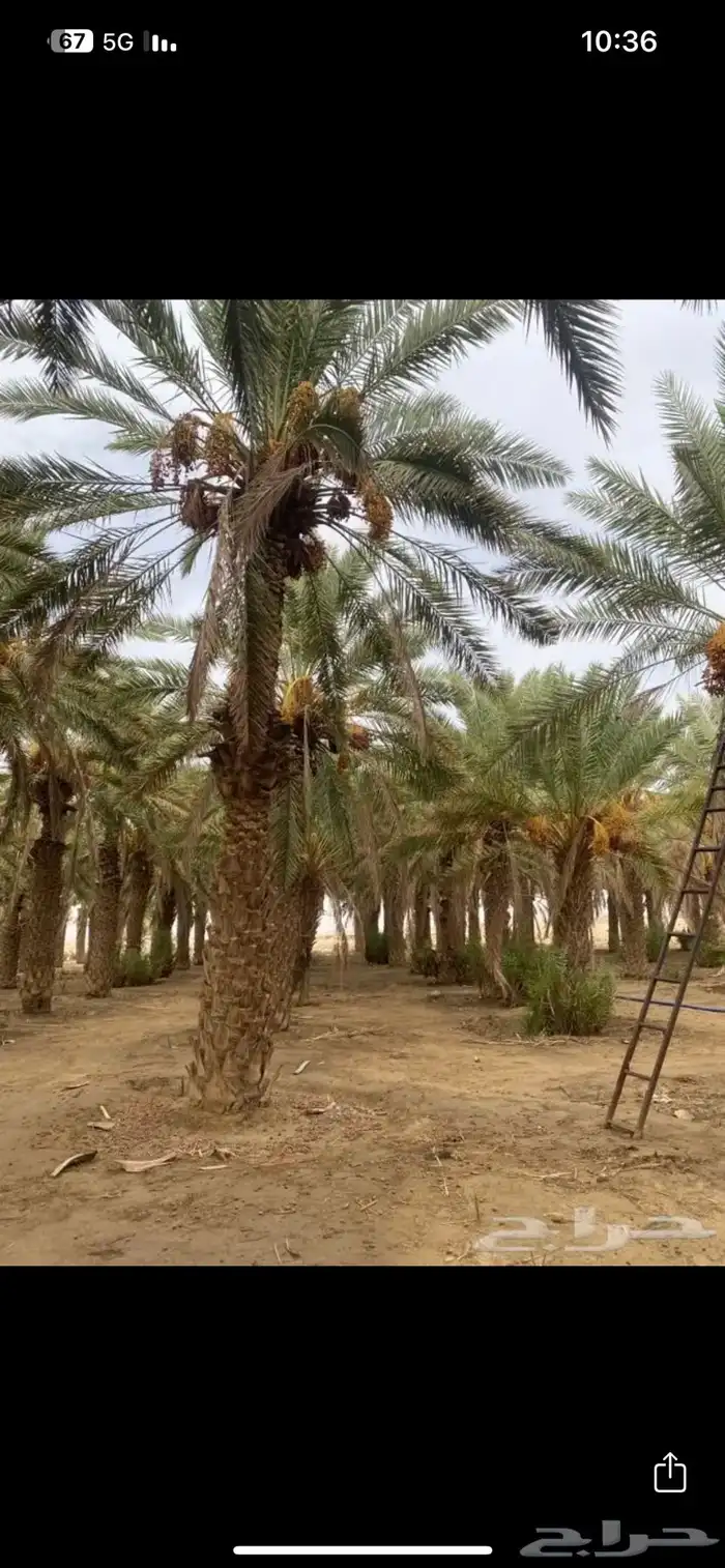 تمر صفري بيشه ( كميات كبيره ) 5