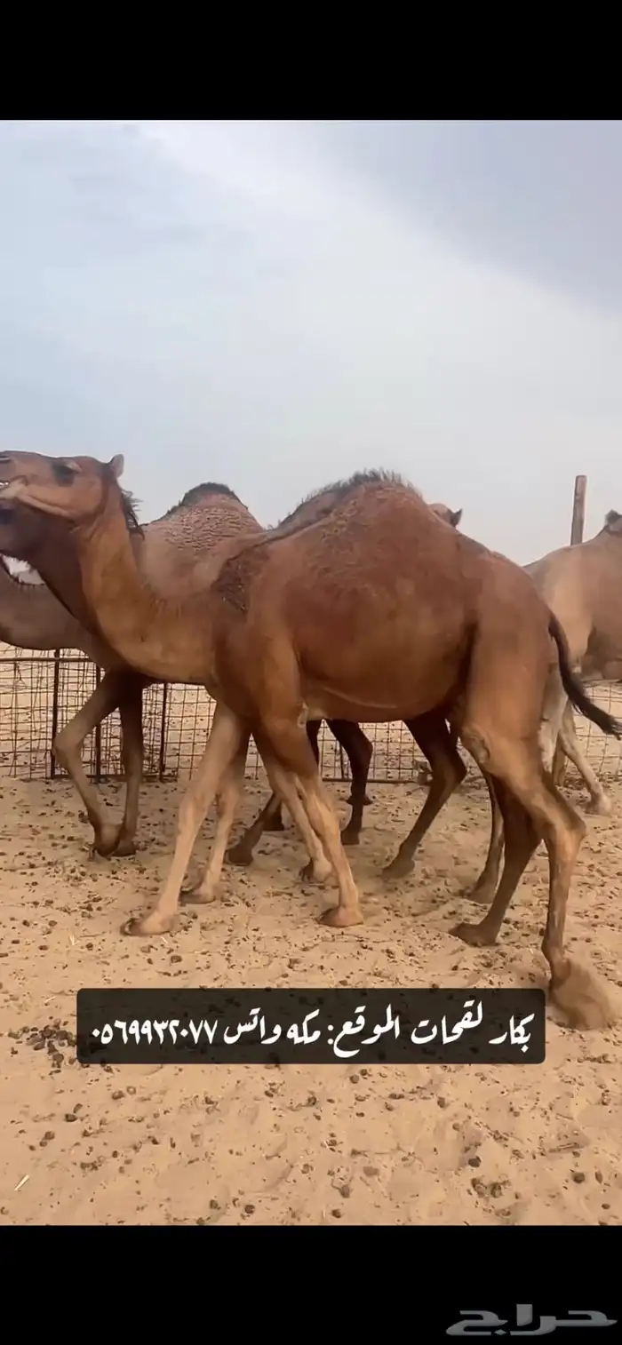 بكار لقحات(( تم البيع )) 17