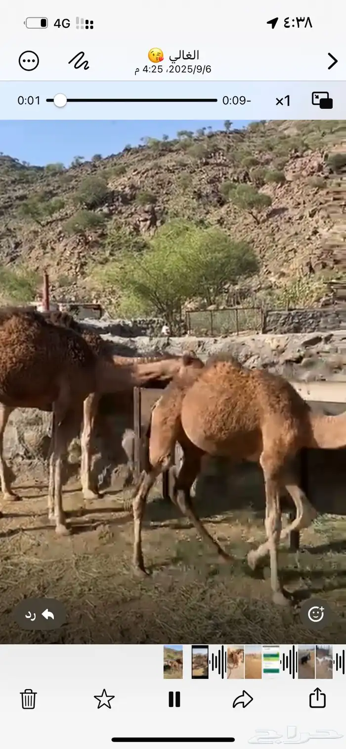 بكار حمر للبيع 2
