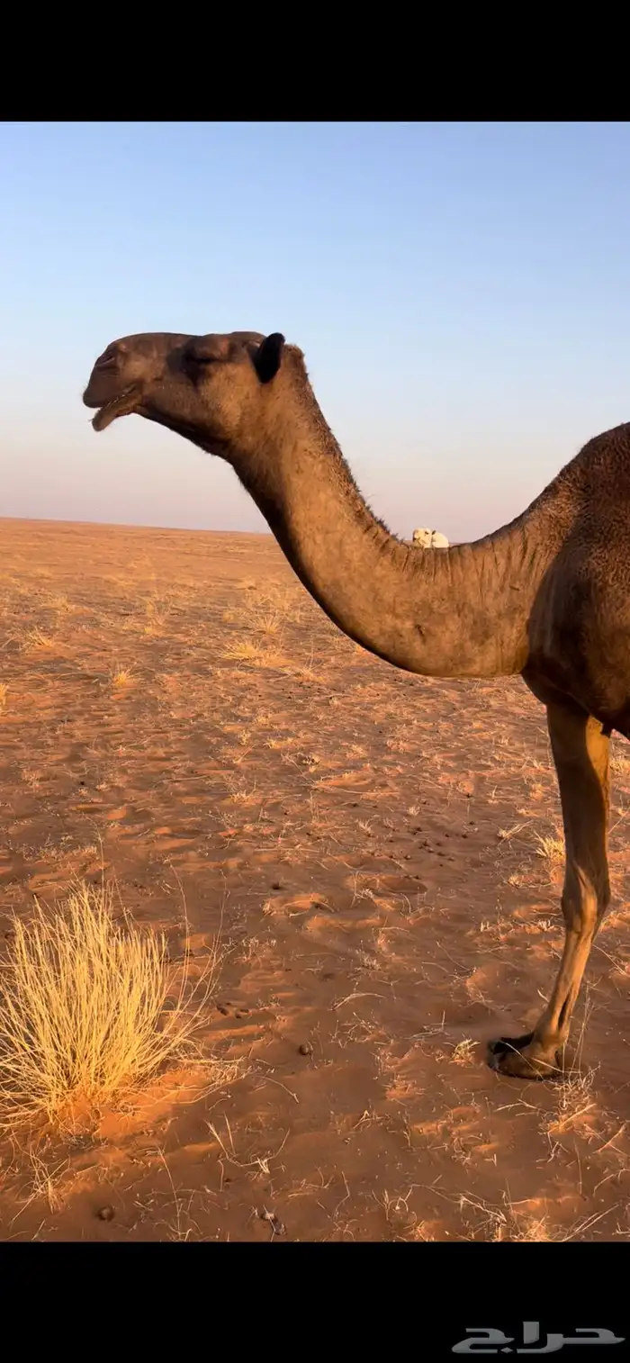 ناقه صفرا ضروبه ثنو 0