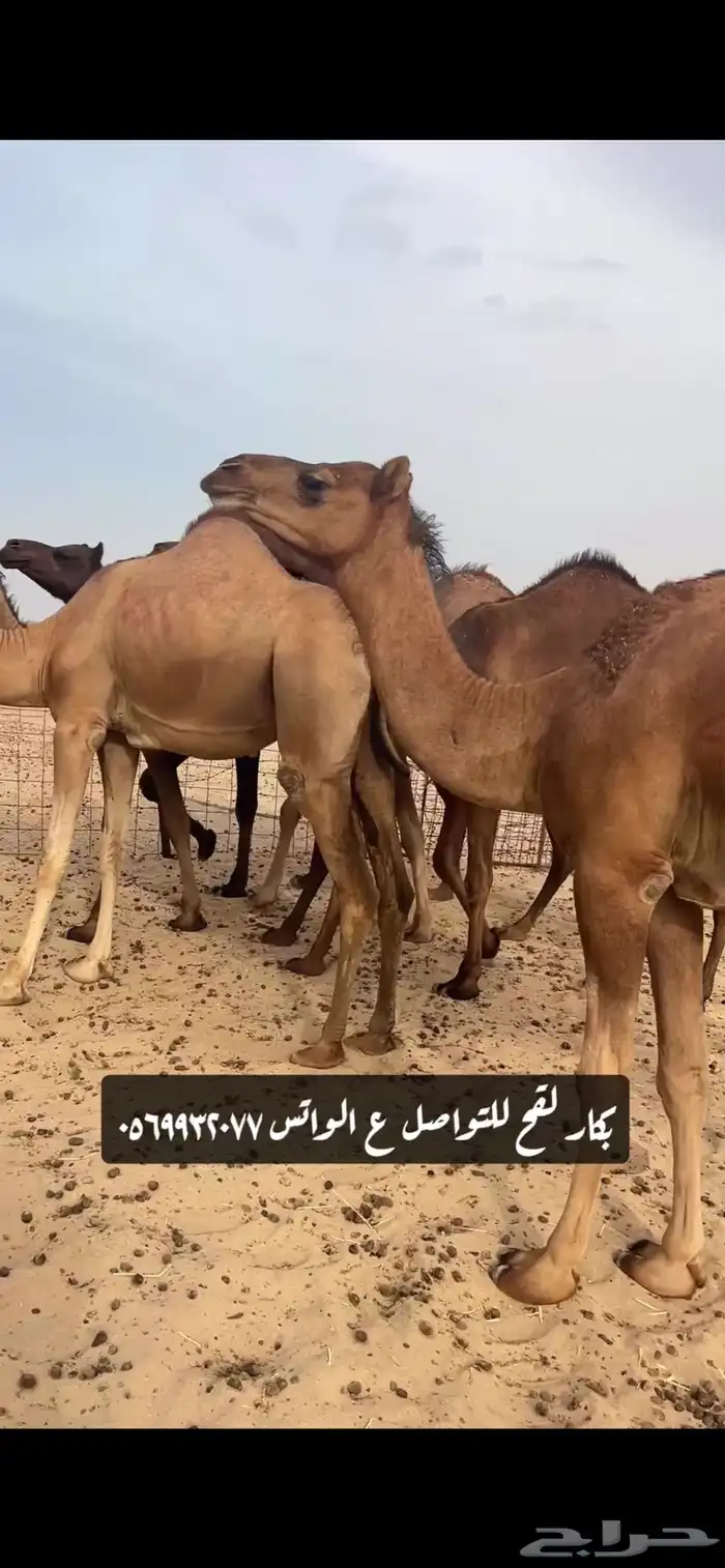 بكار لقحات(( تم البيع )) 6