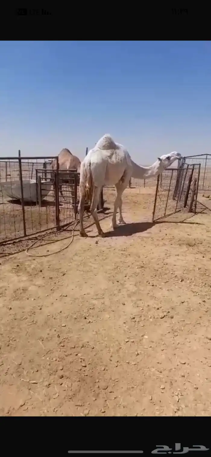 ناقة ضريبة على جميع الشروط 3