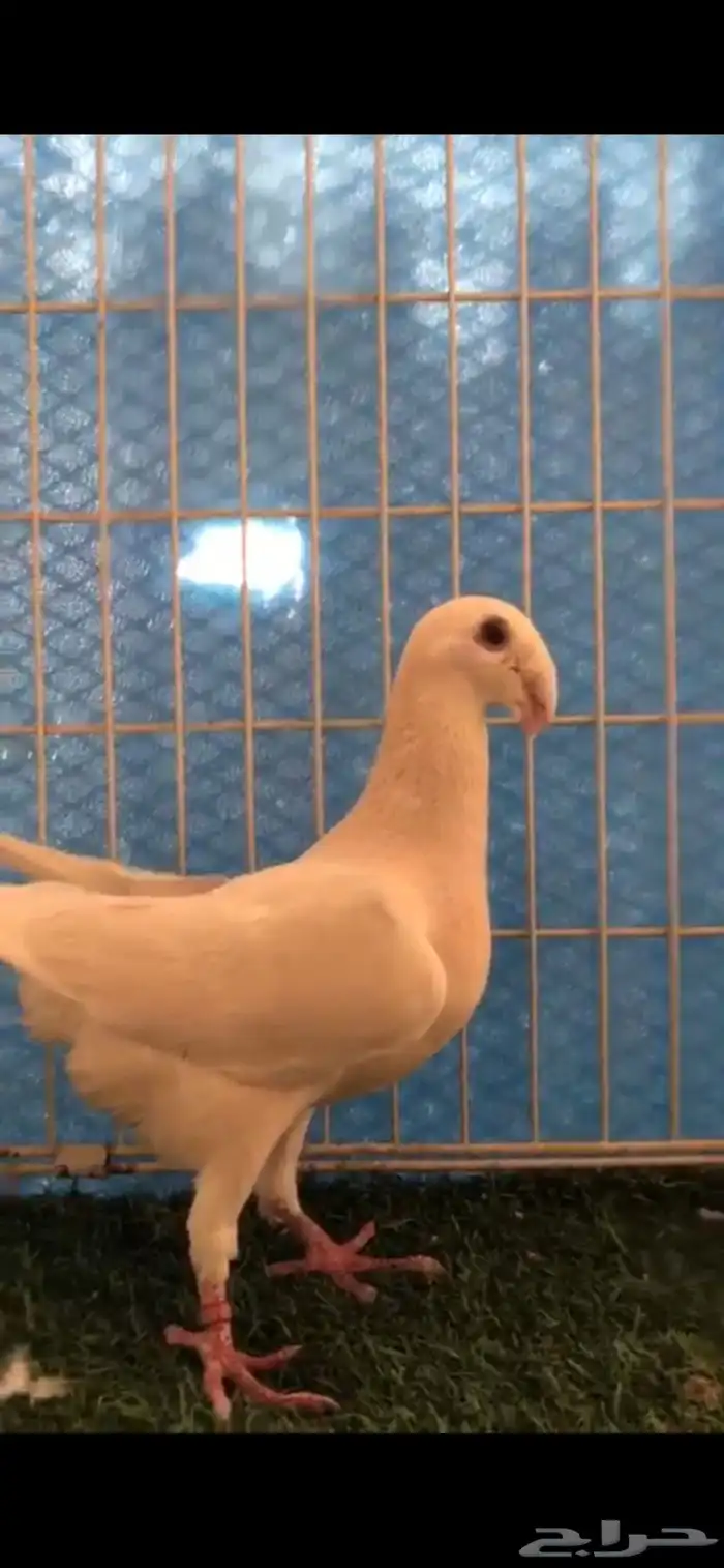 هومر كاكي 2