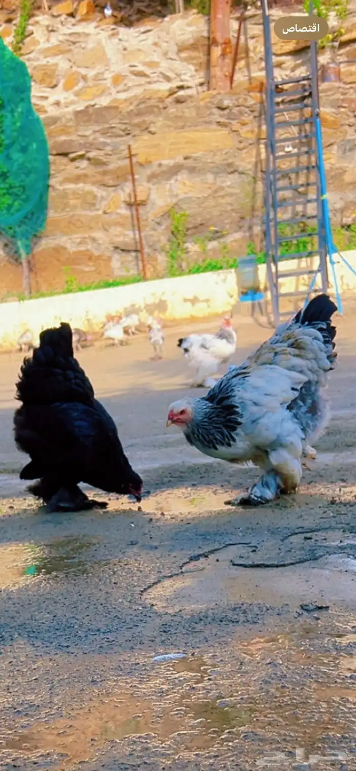 دجاج براهما كولومبي و دجاج رومي 5