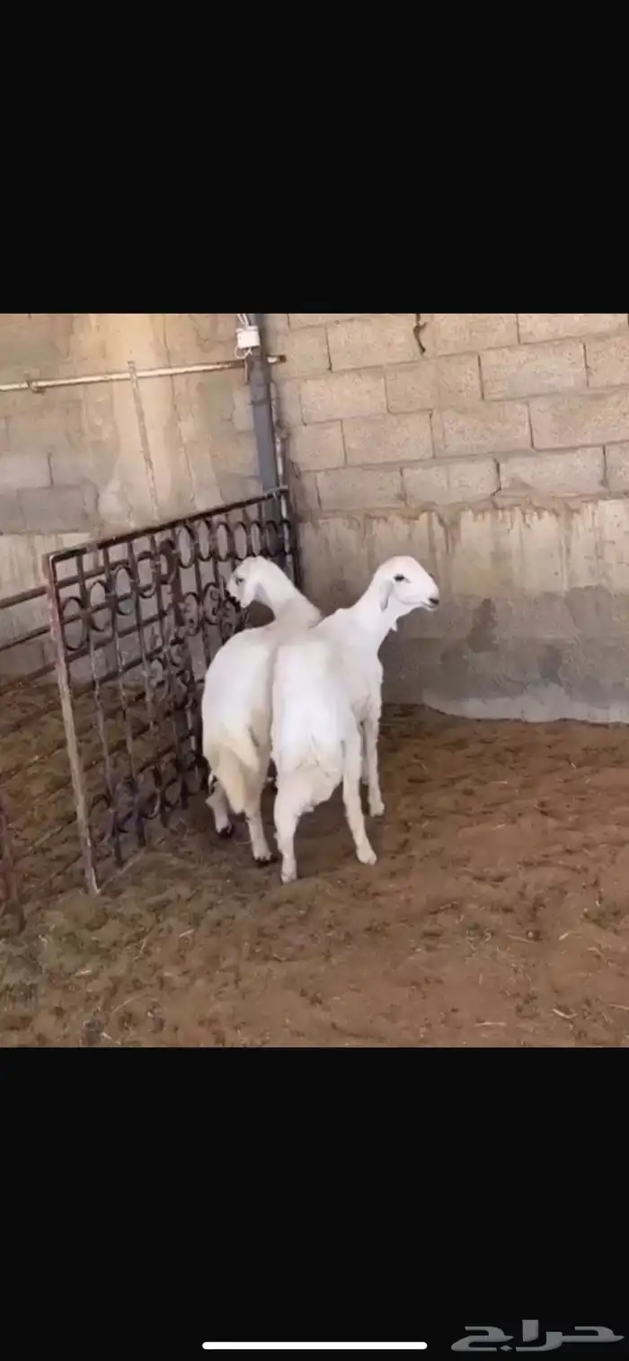 نعيمي مغلق ظهر وحريات حد إغلاق 0