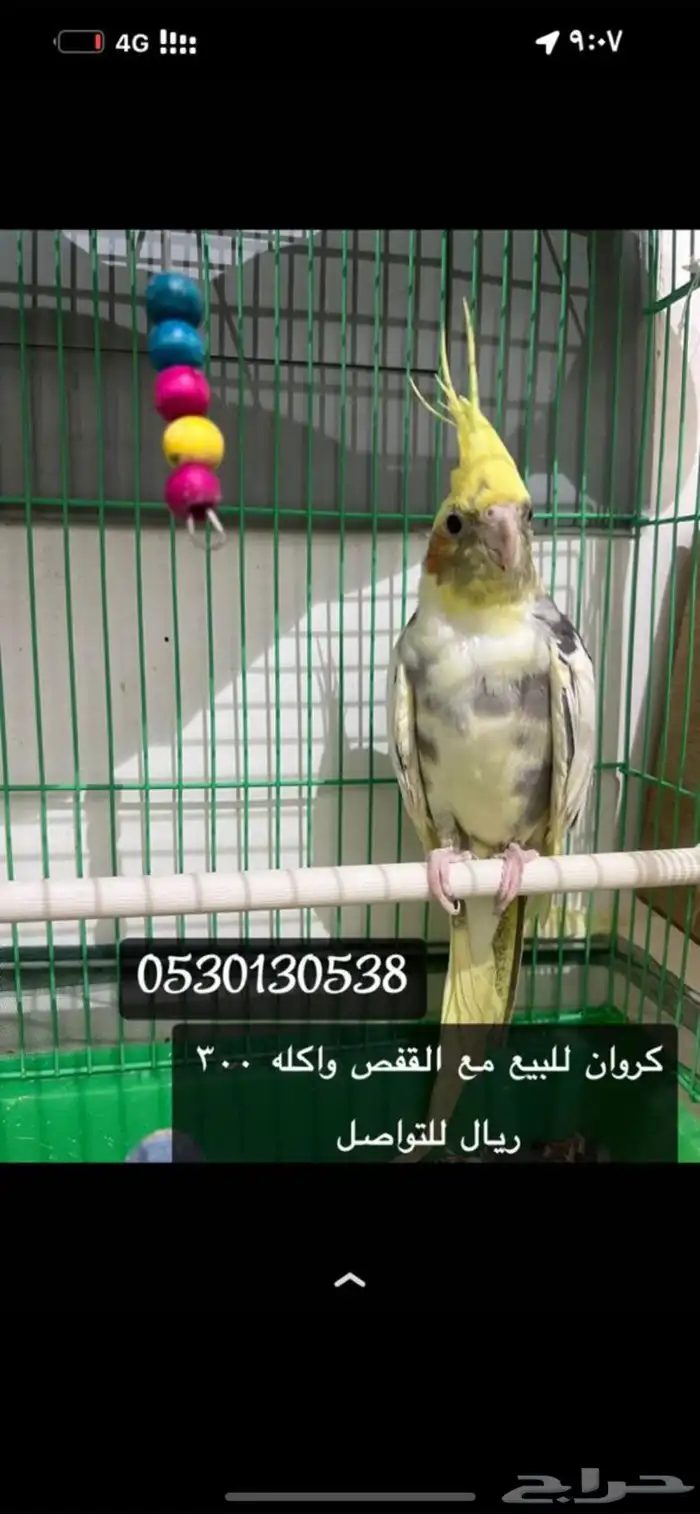عصفور 0
