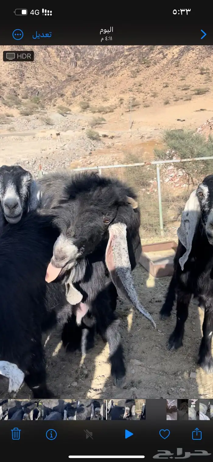 تيس فحل عارضي صنف الصنف 2