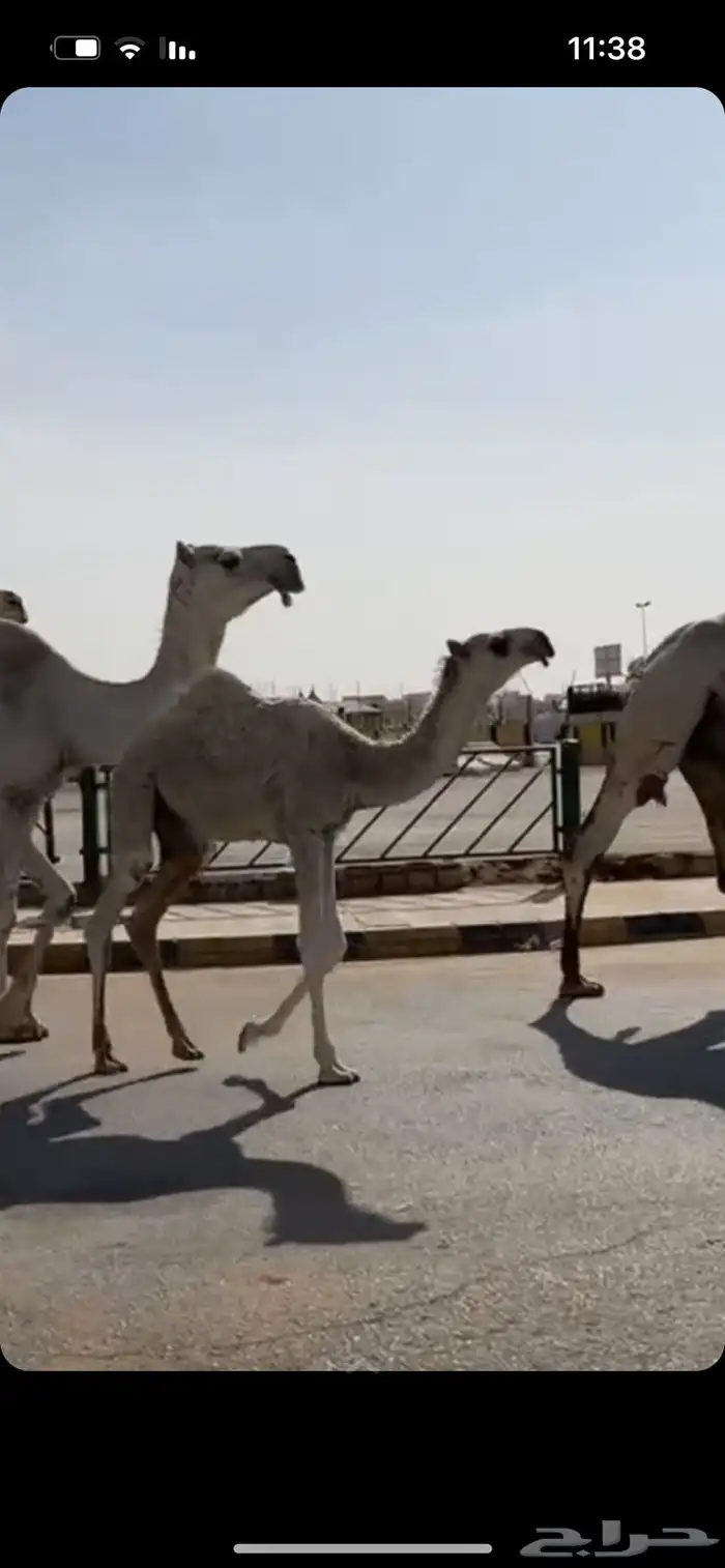 قعود باتلي 2