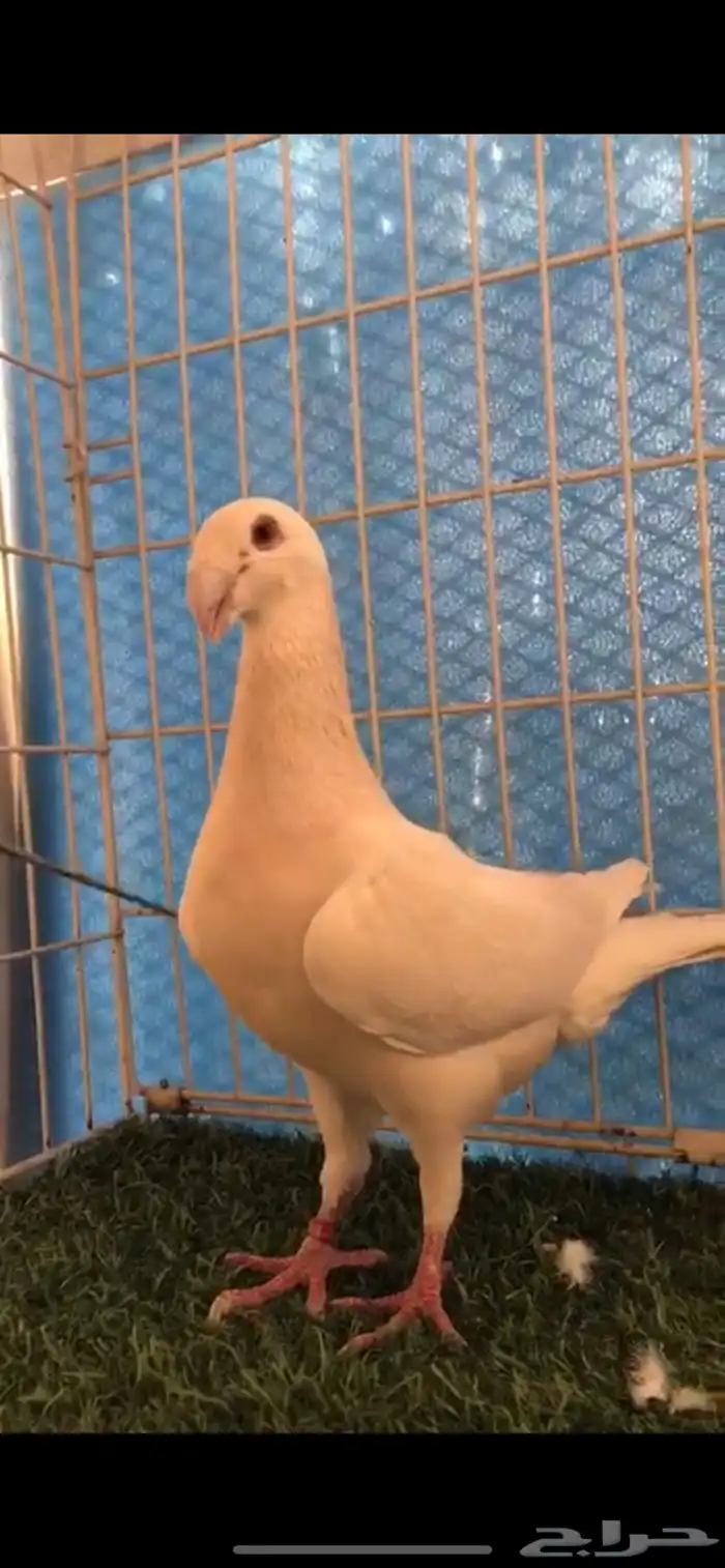 هومر كاكي 3