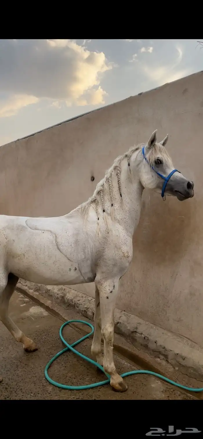 حصان عربي مع اوراقه 1