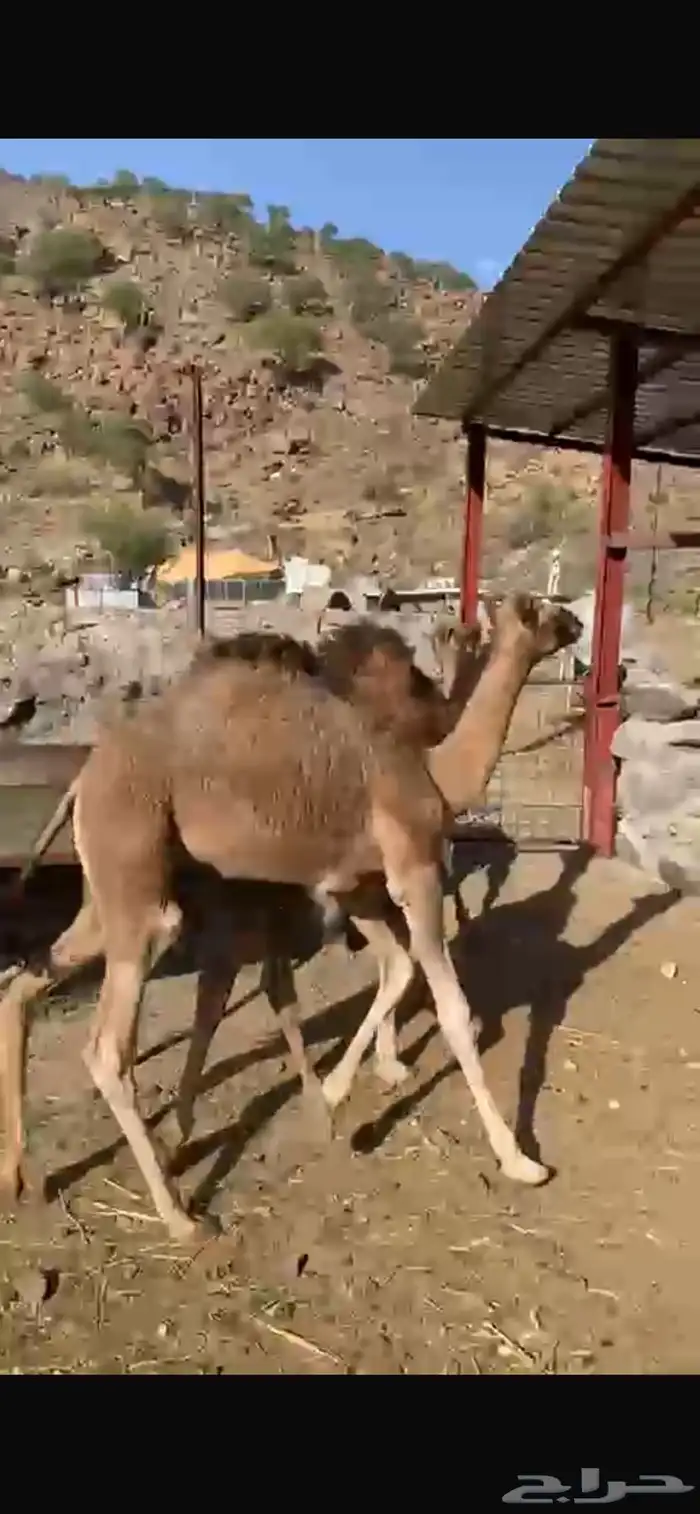 بكار حمر للبيع 1