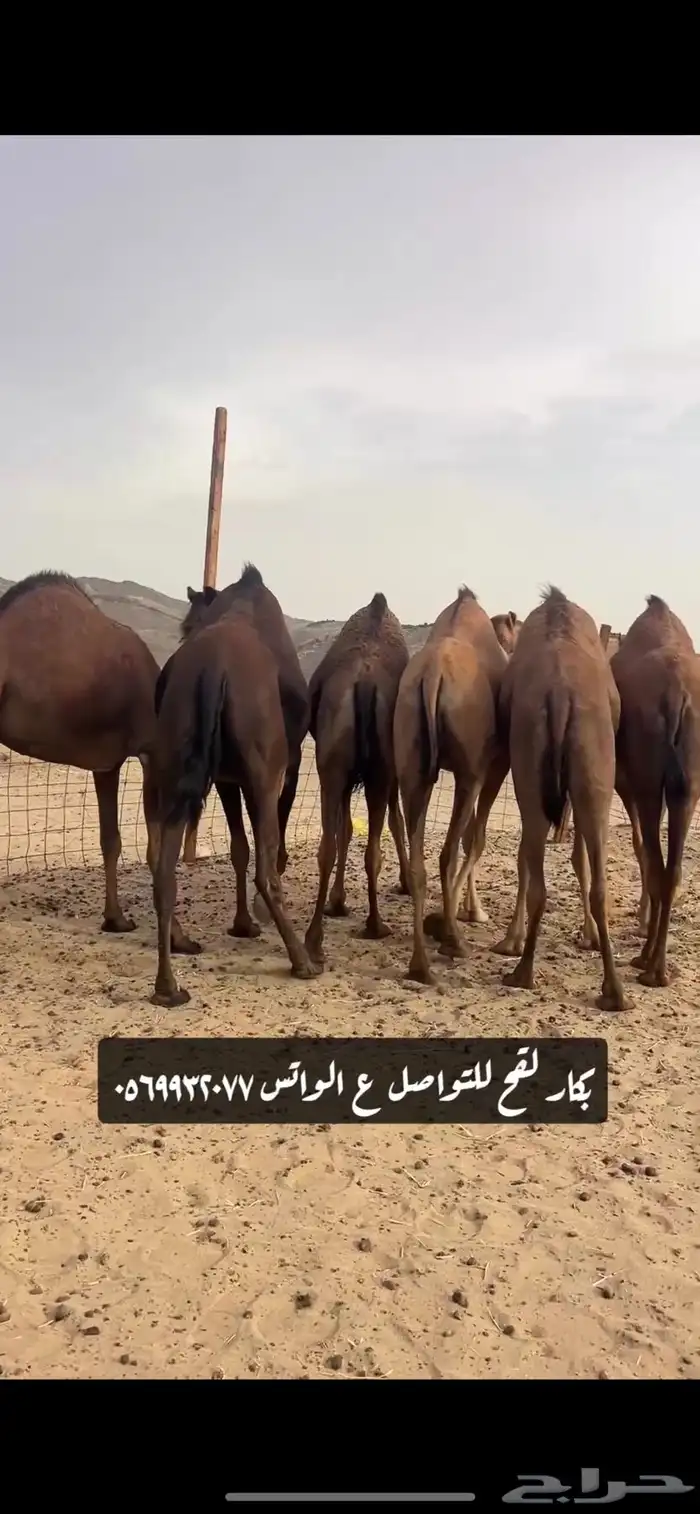 بكار لقحات(( تم البيع )) 4