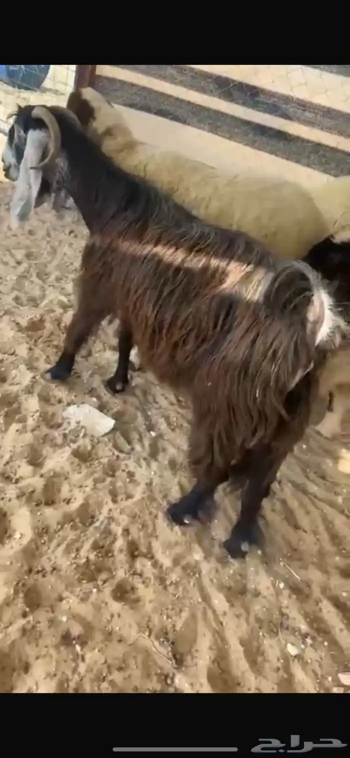 معزاء 8