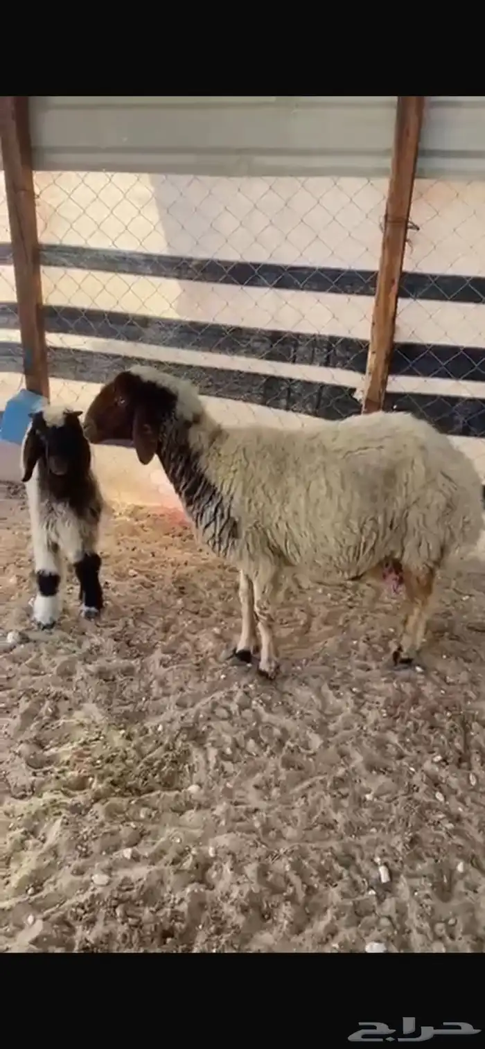 نعرض لكم خروفان ورغوث 3