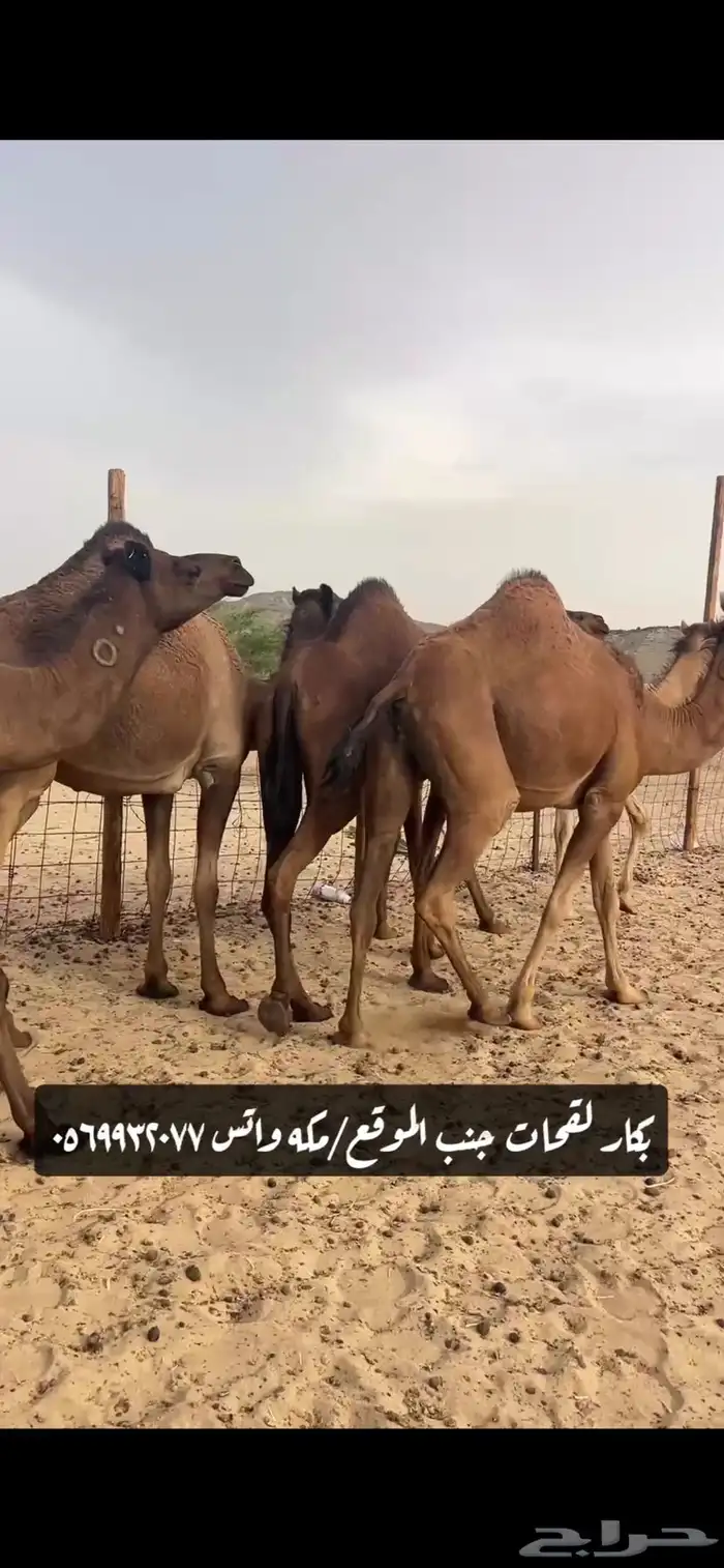 بكار لقحات(( تم البيع )) 11