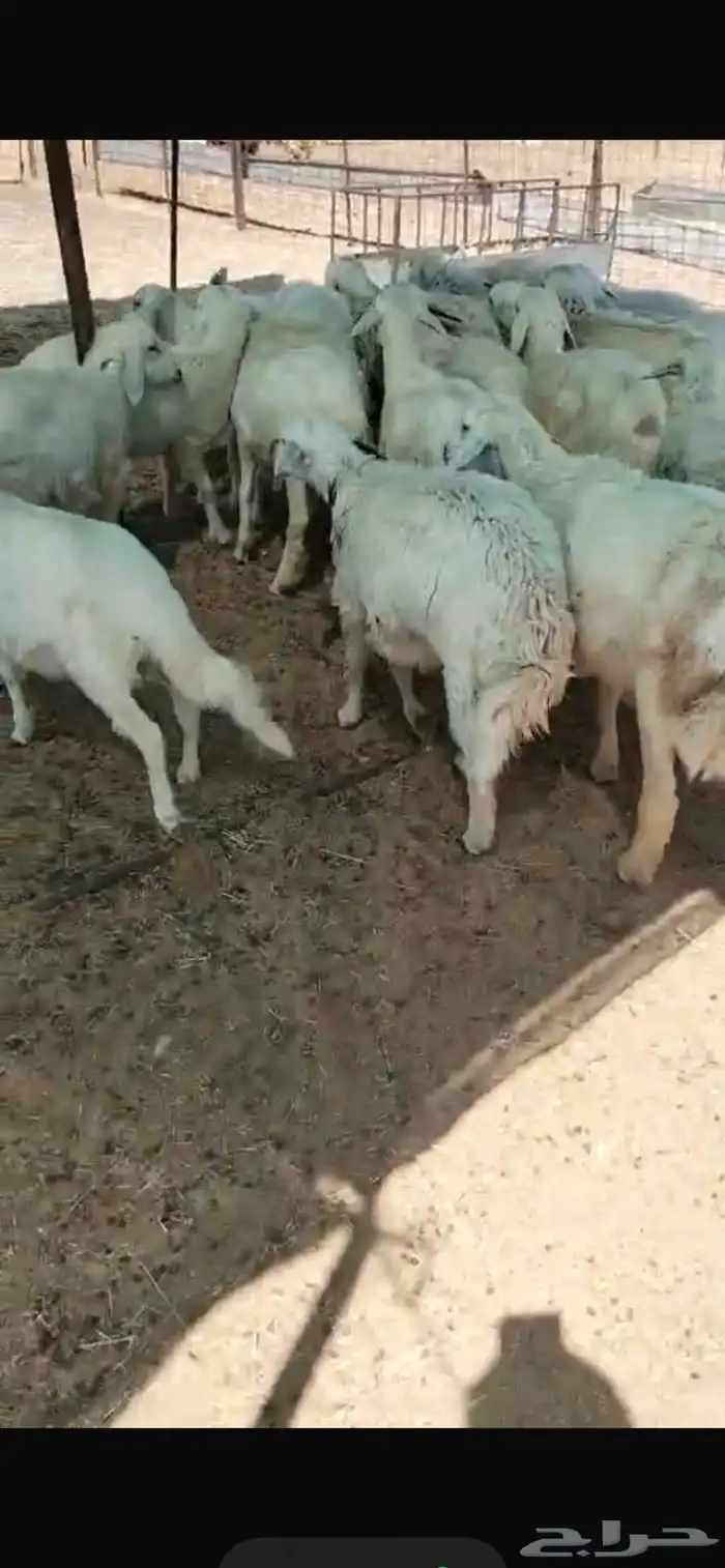بهم 27 خرفان 0