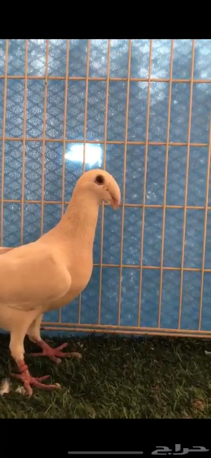 هومر كاكي 4
