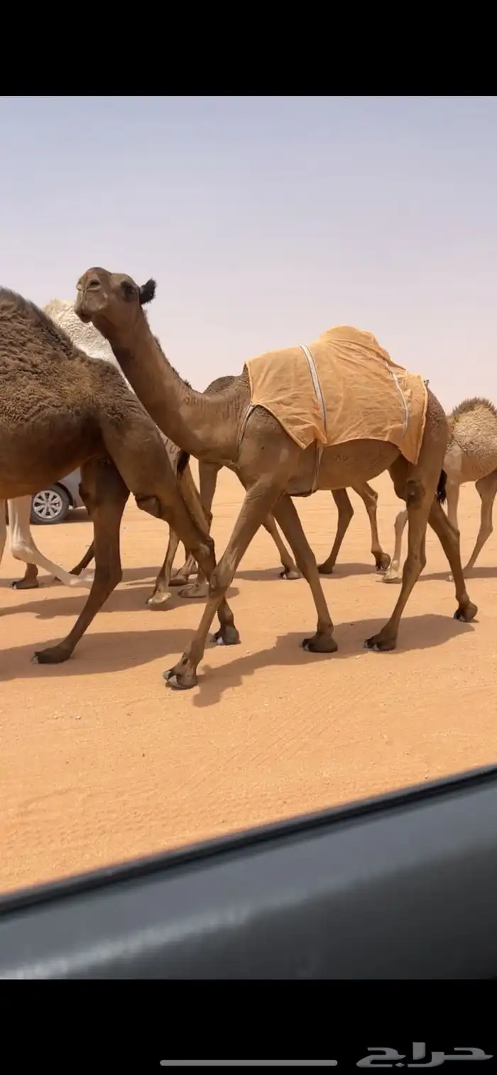 بكره صفرا 0