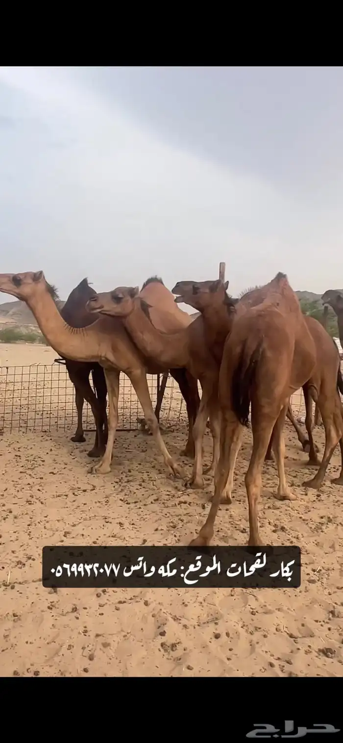 بكار لقحات(( تم البيع )) 15