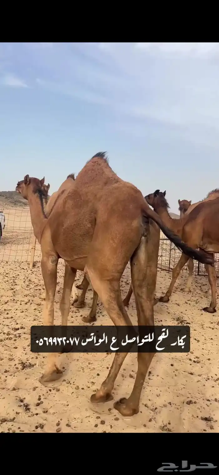 بكار لقحات(( تم البيع )) 0