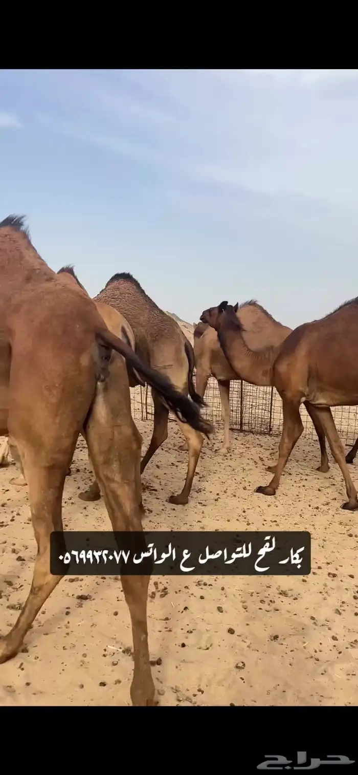 بكار لقحات(( تم البيع )) 5