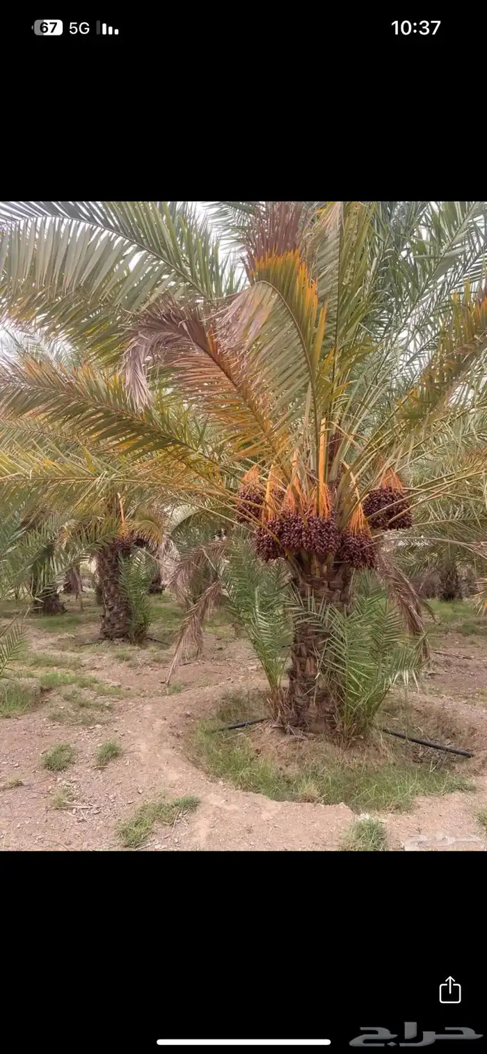تمر صفري بيشه ( كميات كبيره ) 0